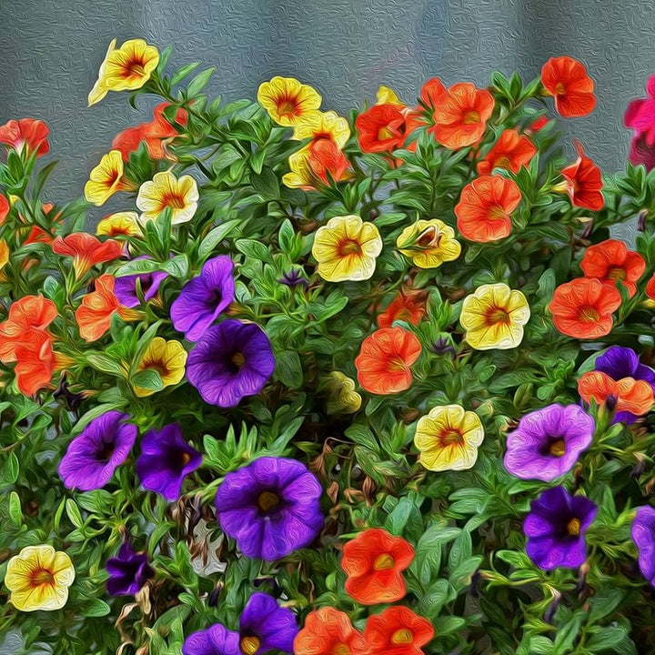 Organic Heirloom Mixed Calibrachoa Flower Seeds – Non-GMO Vibrant Seeds for Planting