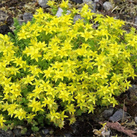 Heirloom Non-GMO Yellow Moss Stonecrop Flower Seeds – Drought-Tolerant Ground Cover for Garden Planting