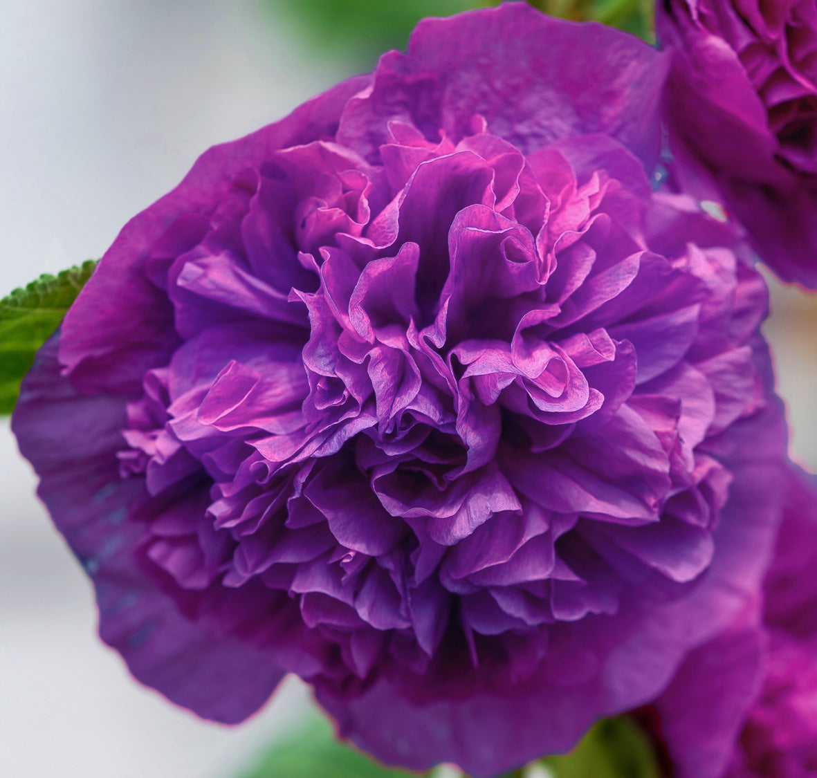 Chater's Double Violet Hollyhock