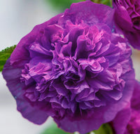Chater's Double Violet Hollyhock