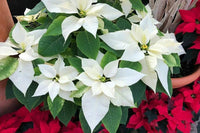White Green Poinsettia Flower Seeds – Heirloom Non-GMO Festive Blooms for Garden and Pot Planting