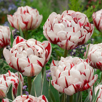 Carnaval de Nice Tulip Seeds