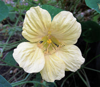 Heirloom Non-GMO Cream Nasturtium Flower Seeds for Garden Planting – Edible Decorative Blooms