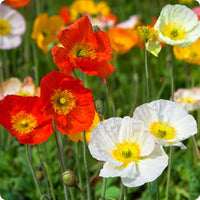 Poppy Iceland Nudicale Mixed Color Flower Seeds