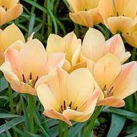 Bright Gem Tulip Seeds
