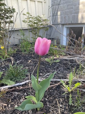 Guinevere Jumbo Perennial Tulip Seeds