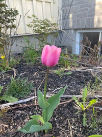 Guinevere Jumbo Perennial Tulip Seeds