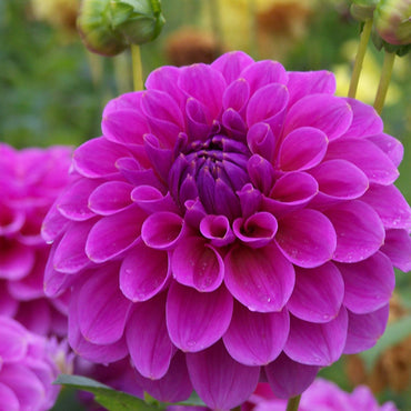 Dahlia- Pink Wonder (Tuber)