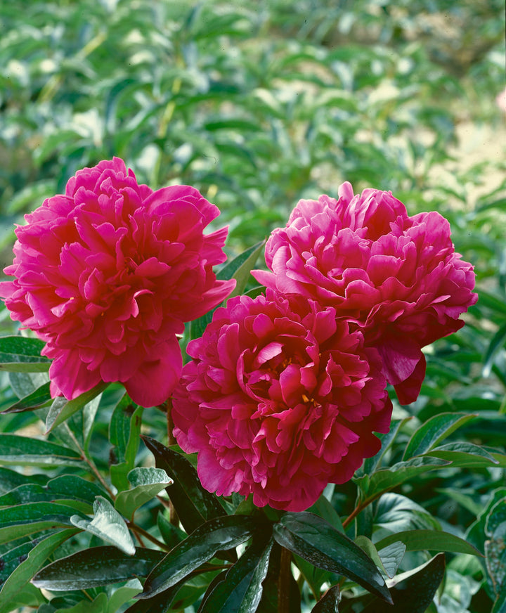 Organic Pink Paeonia Lactiflora Flower Seeds for Planting – Heirloom, Non-GMO