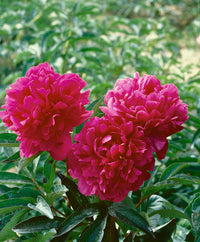 Organic Pink Paeonia Lactiflora Flower Seeds for Planting – Heirloom, Non-GMO