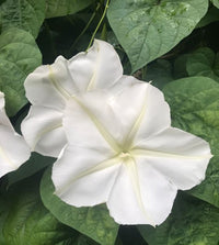 Moonflower