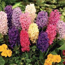 Giant Hyacinth Mixture Seeds
