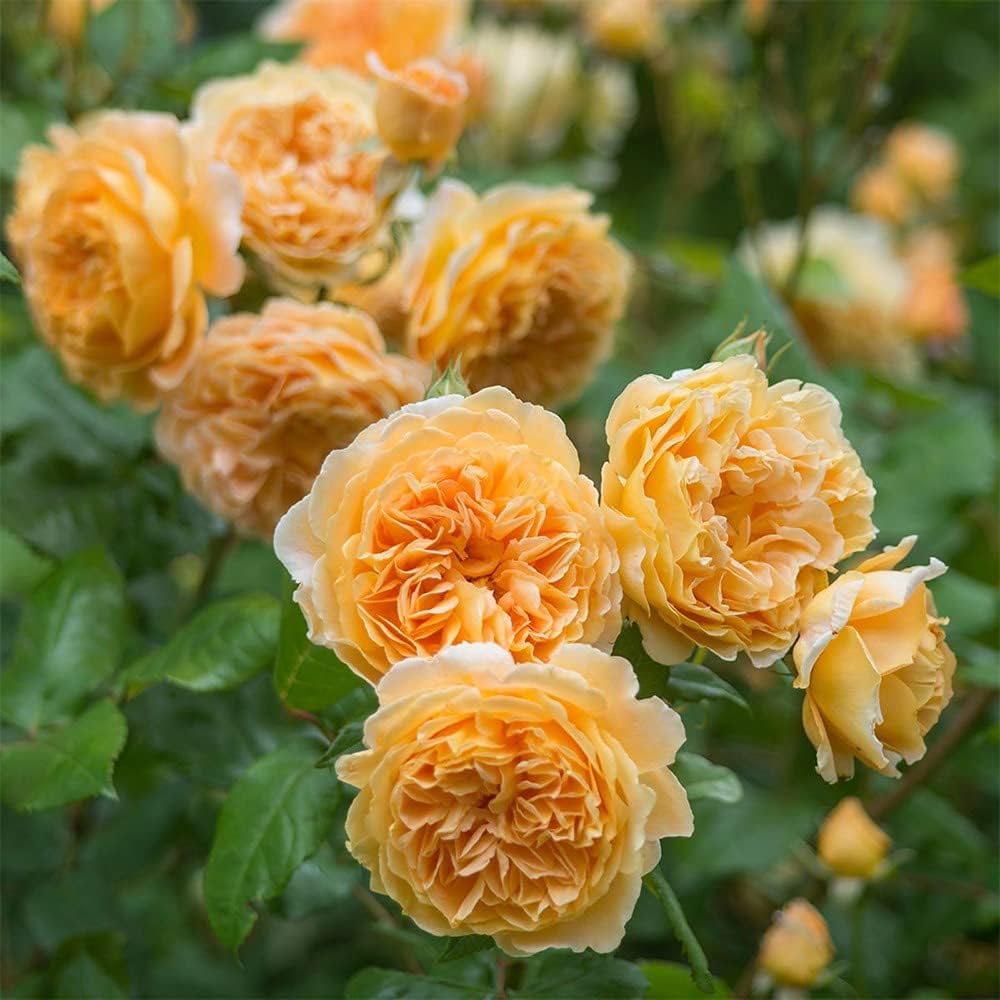 Rose- Crown Princess Margareta