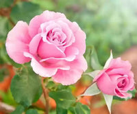 Pink David Austin Rose Heirloom Non-GMO Seeds for Planting