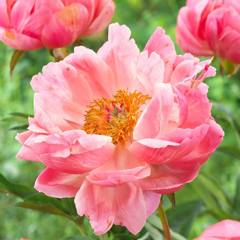 Herbaceous Peony- Coral Charm