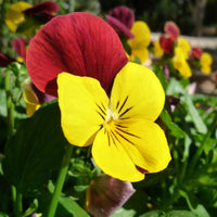 Pansy- Swiss Giant Florist Mix