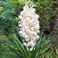 Heirloom Non-GMO White Yucca Filamentosa Plant Seeds for Drought-Tolerant Landscape Garden Planting
