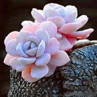 Light Pink Heirloom Echeveria Plant Seeds, Non-GMO Rosette Succulents for Decorative Garden Planting