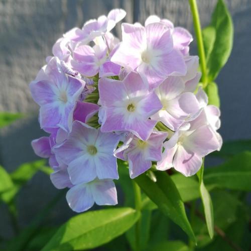 Cool Water Phlox