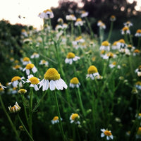 Roman Lawn Chamomile