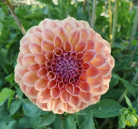 Dahlia- Breannon (Tuber)