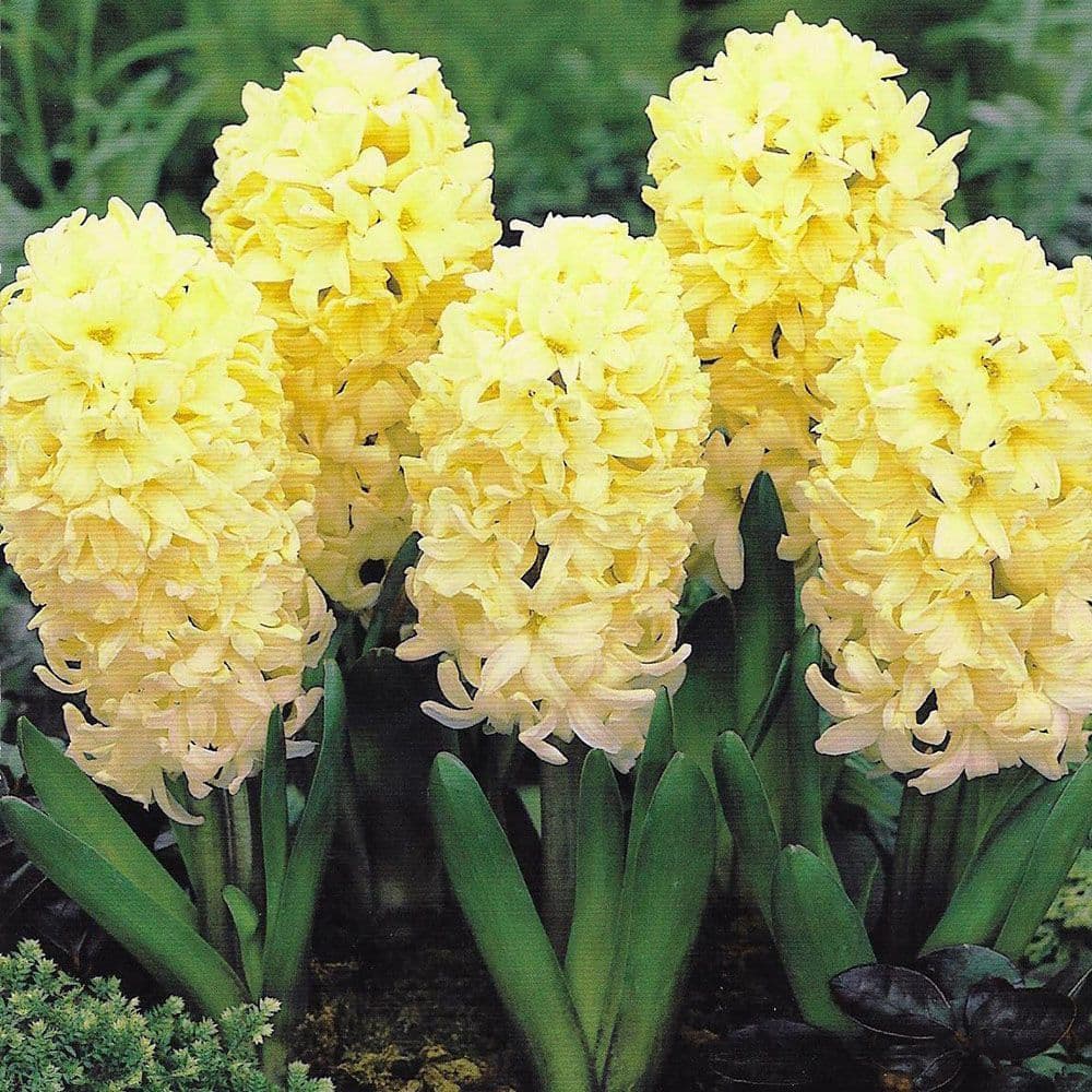 City of Haarlem Hyacinth Seeds