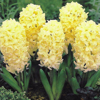 City of Haarlem Hyacinth Seeds