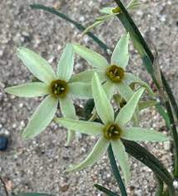 Green with Envy Daffodil Seeds