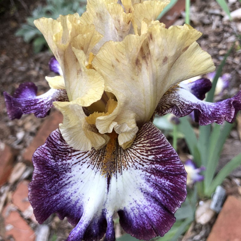 Margin Call Bearded Iris