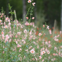 Heirloom Non-GMO Pink Alonsoa Flower Seeds for Delicate Garden Borders and Seasonal Planting