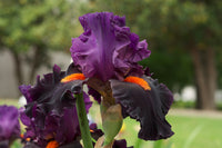 Sharp Dressed Man Bearded Iris