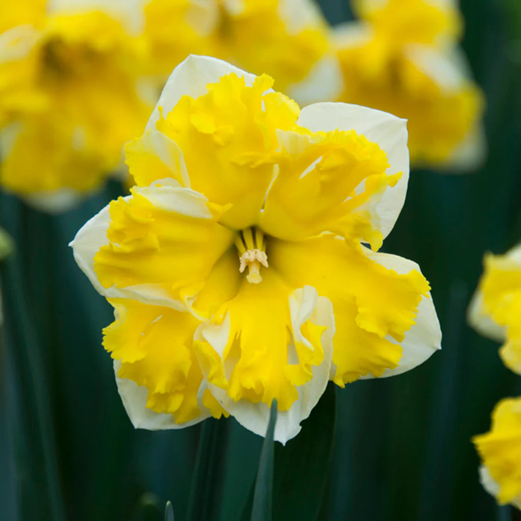 Banana Split Daffodil Seeds