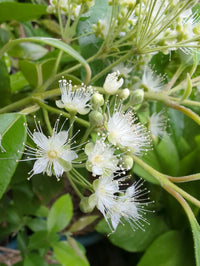Lemon Myrtle