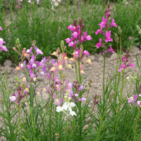 Linaria- Northern Lights Mix