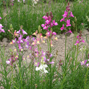 Linaria- Northern Lights Mix