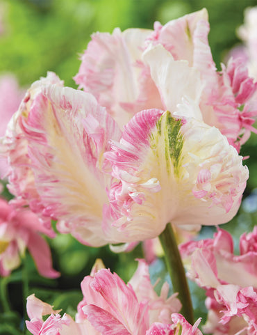 Cabanna Parrot Tulip Seeds