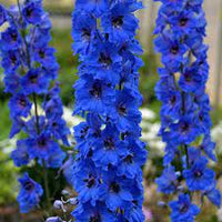 Larkspur- Imperial Blue Bell