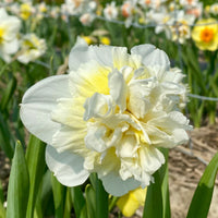 Ice King Daffodil Seeds