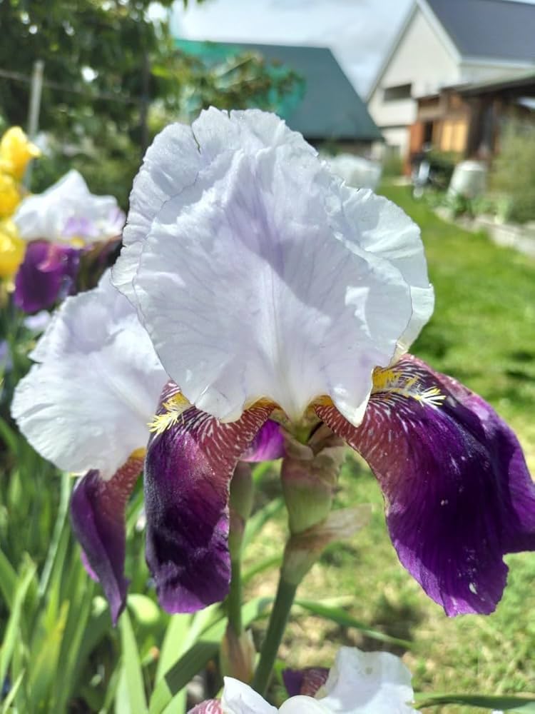 German Iris Bulbs