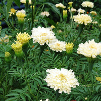 Marigold, African- Savannah Ivory.