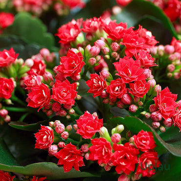 Blossfeldiana Kalanchoe Seeds for Planting – Organic, Heirloom, Non-GMO Plant Seeds