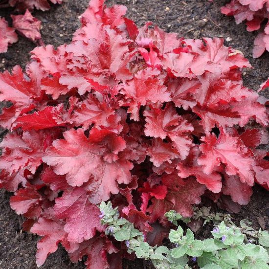 Forever Red Heuchera