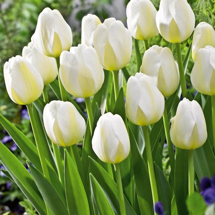 Orleans Tulip Seeds