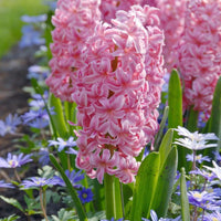 Hyacinth- Pink Pearl