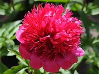 Many Happy Returns Peony