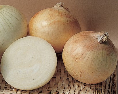 Candy – Onion Seed