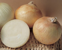 Candy – Onion Seed