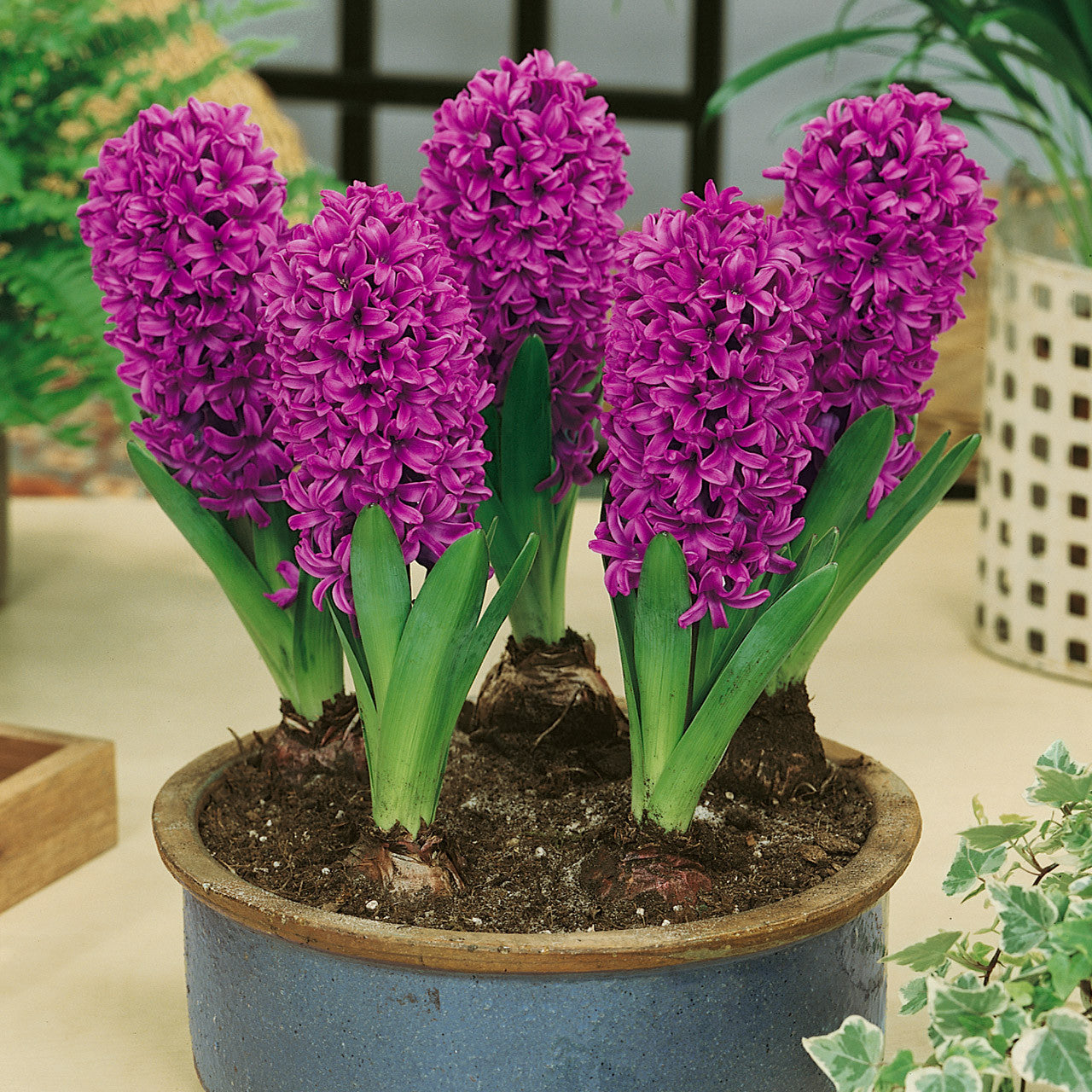 Miss Saigon Hyacinth Seeds