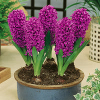 Miss Saigon Hyacinth Seeds