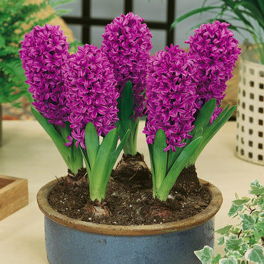 Miss Saigon Hyacinth Seeds